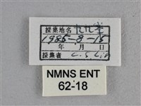 尖翅褐弄蝶藏品圖，第3張