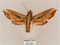 斜綠天蛾藏品圖，第1張