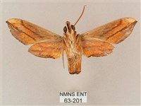 斜綠天蛾藏品圖，第2張