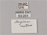 斜綠天蛾藏品圖，第3張