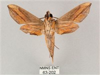 斜綠天蛾藏品圖，第2張