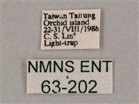 斜綠天蛾藏品圖，第3張