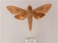 直翅斜紋天蛾藏品圖，第1張