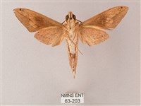 直翅斜紋天蛾藏品圖，第2張