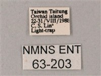 直翅斜紋天蛾藏品圖，第3張