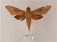 直翅斜紋天蛾藏品圖，第1張