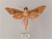 直翅斜紋天蛾藏品圖，第2張