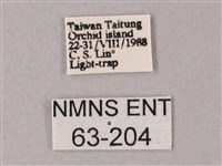 直翅斜紋天蛾藏品圖，第3張