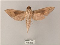 直翅斜紋天蛾藏品圖，第2張