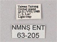 直翅斜紋天蛾藏品圖，第3張