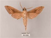 直翅斜紋天蛾藏品圖，第2張