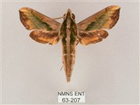 斜綠天蛾藏品圖，第1張