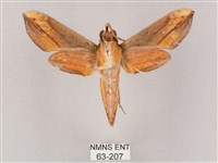 斜綠天蛾藏品圖，第2張