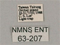 斜綠天蛾藏品圖，第3張