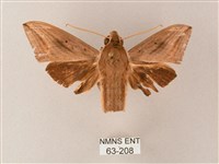 直翅斜紋天蛾藏品圖，第1張