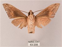 直翅斜紋天蛾藏品圖，第2張