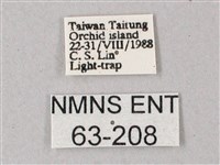 直翅斜紋天蛾藏品圖，第3張