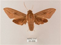 直翅斜紋天蛾藏品圖，第1張