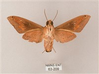 直翅斜紋天蛾藏品圖，第2張