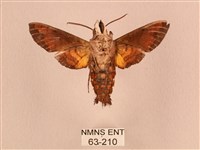 黃斑長喙天蛾藏品圖，第2張