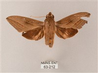 直翅斜紋天蛾藏品圖，第1張