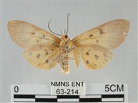 一點擬燈蛾藏品圖，第2張