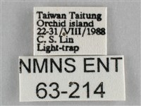 一點擬燈蛾藏品圖，第3張