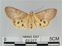 一點擬燈蛾藏品圖，第1張