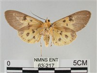 一點擬燈蛾藏品圖，第2張