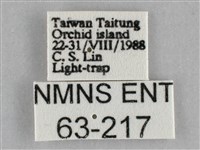 一點擬燈蛾藏品圖，第3張