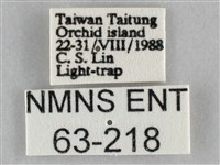 一點擬燈蛾藏品圖，第3張