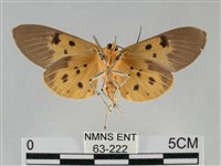 一點擬燈蛾藏品圖，第2張