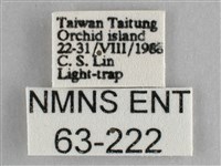 一點擬燈蛾藏品圖，第3張