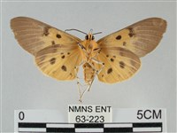 一點擬燈蛾藏品圖，第2張