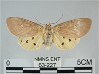 一點擬燈蛾藏品圖，第1張