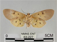 一點擬燈蛾藏品圖，第2張