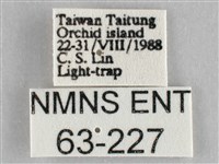 一點擬燈蛾藏品圖，第3張