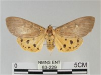 一點擬燈蛾藏品圖，第1張