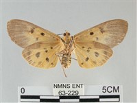 一點擬燈蛾藏品圖，第2張