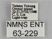 一點擬燈蛾藏品圖，第3張