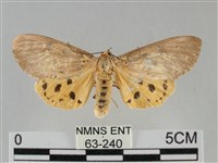 一點擬燈蛾藏品圖，第1張