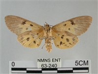 一點擬燈蛾藏品圖，第2張