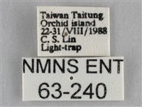 一點擬燈蛾藏品圖，第3張