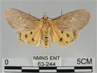 一點擬燈蛾藏品圖，第1張