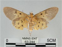 一點擬燈蛾藏品圖，第2張