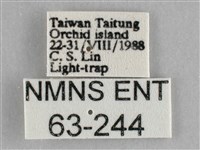 一點擬燈蛾藏品圖，第3張