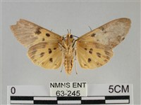 一點擬燈蛾藏品圖，第2張