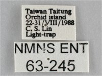 一點擬燈蛾藏品圖，第3張