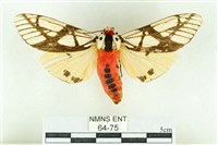 乳白斑燈蛾藏品圖，第1張