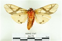 乳白斑燈蛾藏品圖，第2張